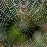 scared-of-spiders?-here’s-why-they’re-actually-a-powerful-spiritual-symbol