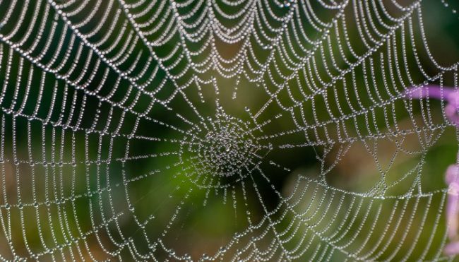 scared-of-spiders?-here’s-why-they’re-actually-a-powerful-spiritual-symbol