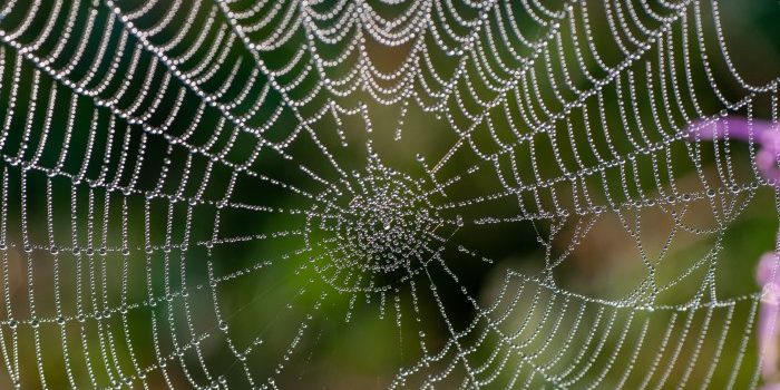 scared-of-spiders?-here’s-why-they’re-actually-a-powerful-spiritual-symbol