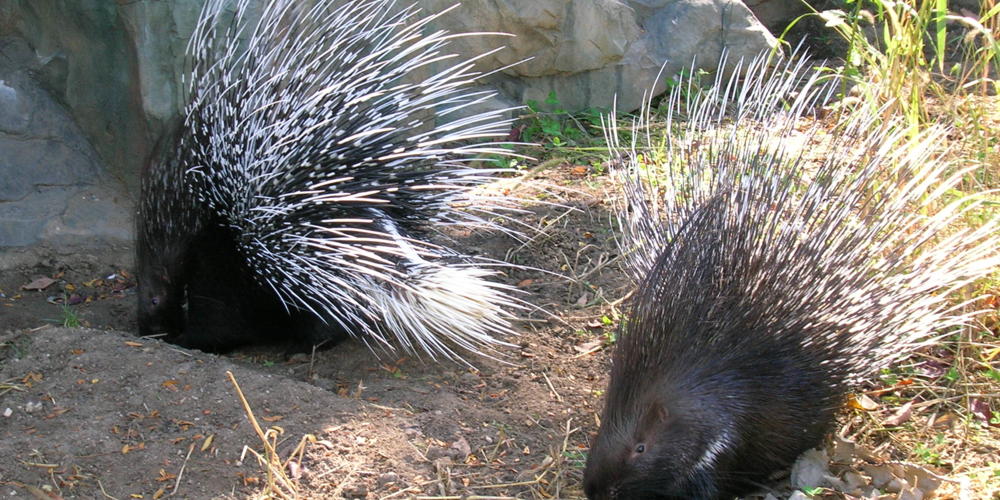 what-porcupines-can-teach-us-about-making-love what-porcupines-can-teach-us-about-making-love