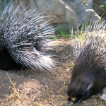 what-porcupines-can-teach-us-about-making-love