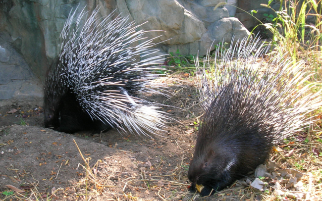 what-porcupines-can-teach-us-about-making-love what-porcupines-can-teach-us-about-making-love